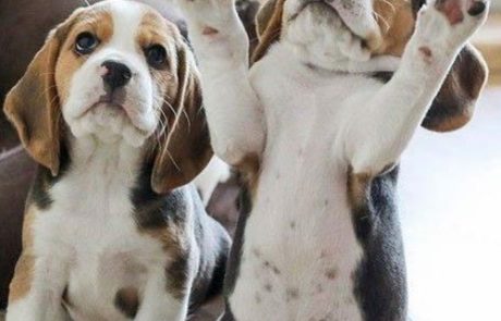 chiot-beagle