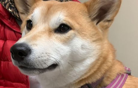 shiba